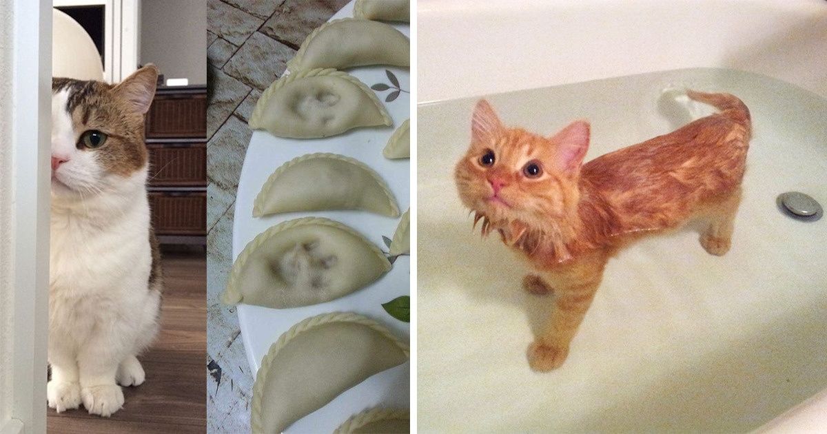 23 Audacious Pets That Were Caught Red-Pawed