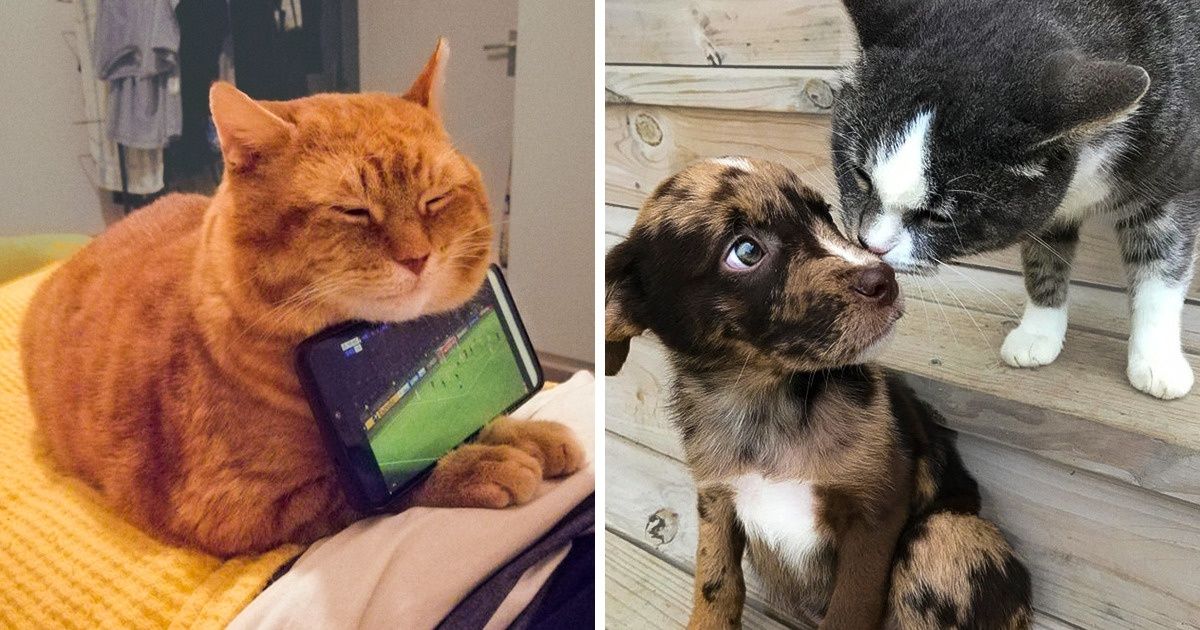15+ Photos That Prove Cats’ Love Is a Beautiful Thing 15+ Photos That Prove Cats’ Love Is a Beautiful Thing