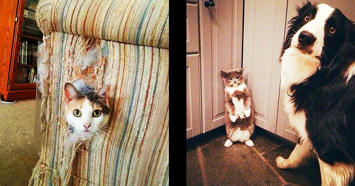 20+ Dramatic Animals That Were Caught Red-Handed 20+ Dramatic Animals That Were Caught Red-Handed