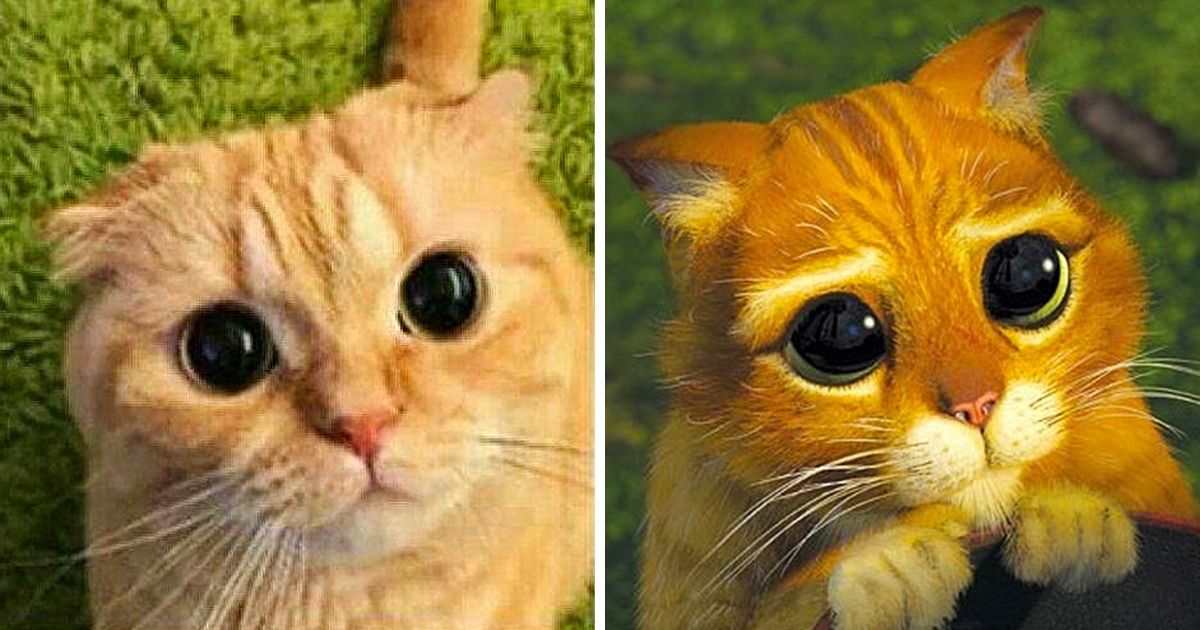 29 Hilarious Photos Proving Cats Are Brilliant Actors