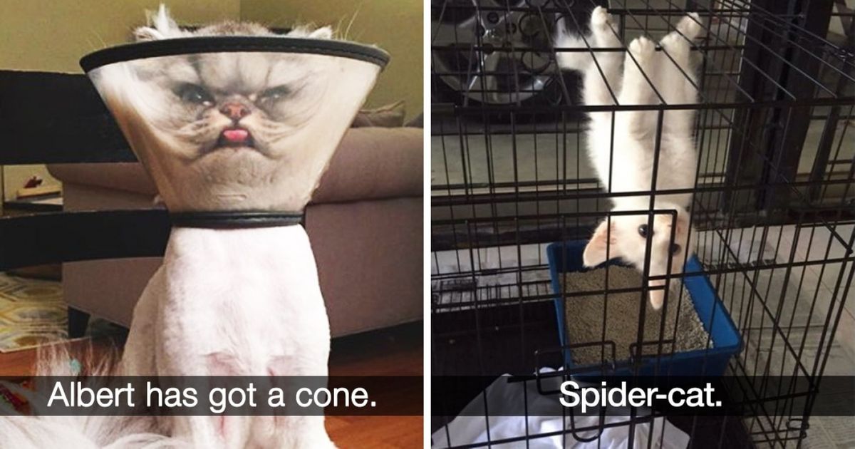 27 Crazy Snapchats Every Cat Owner Can Totally Relate To