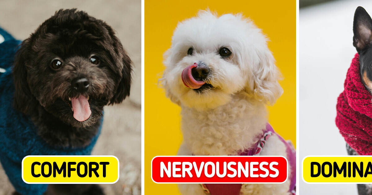 8 Ways Dogs Communicate With Us Using Body Language 8 Ways Dogs Communicate With Us Using Body Language