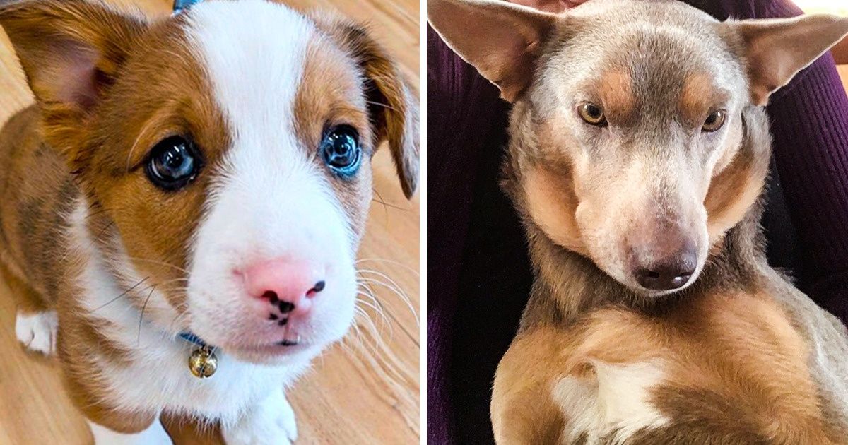 What Happens When Different Breeds Fall In Love Pics