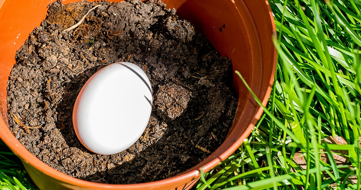 Bury An Egg In Your Garden Soil What Happens Few Days Later Will Surprise You
