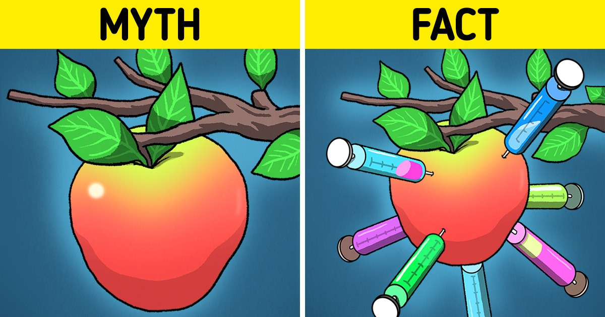 Debunking Old Beliefs: An Apple a Day Doesn’t Keep the Doctor Away