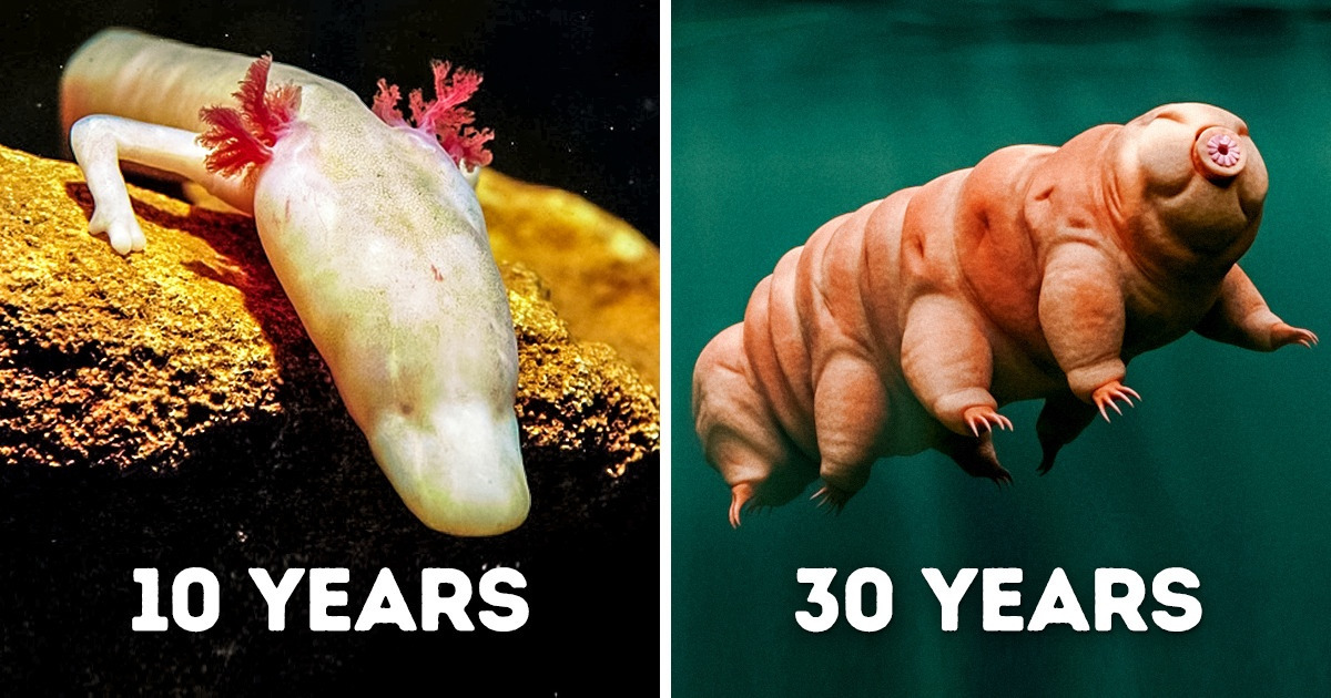 13 Animals That Can Survive Without Food the Longest / Bright Side