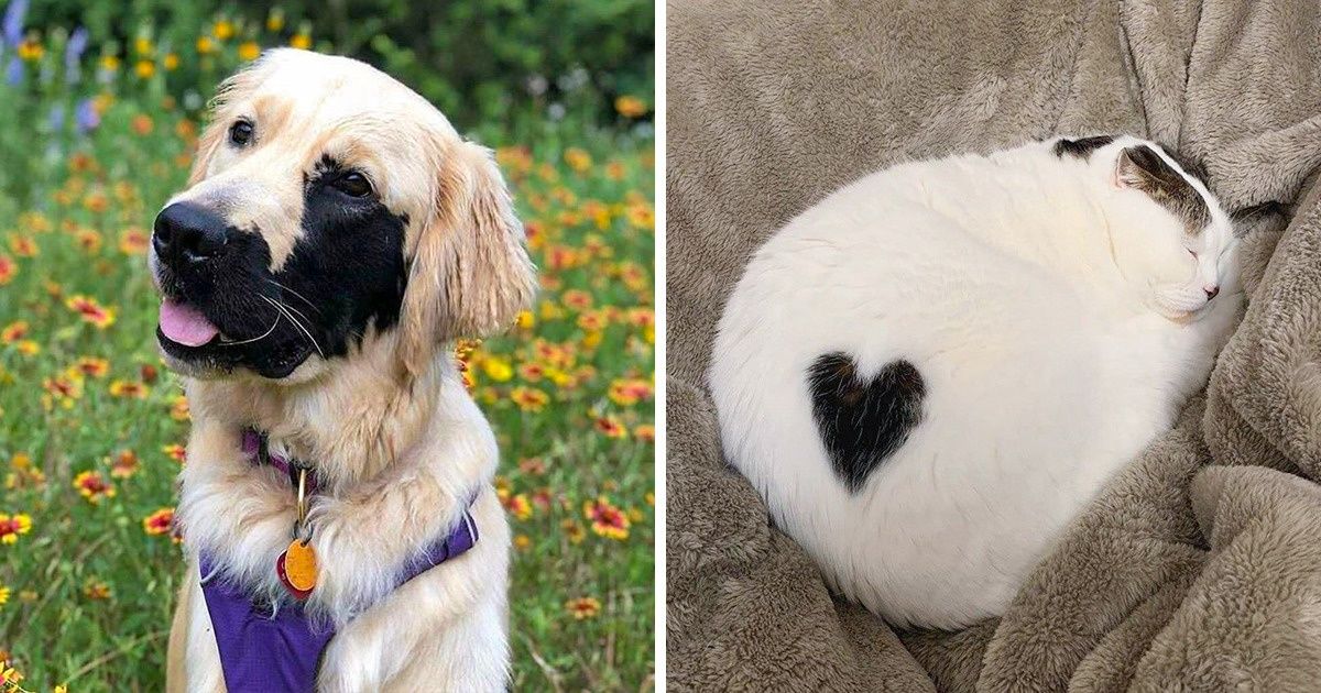 20 Times Nature Was on Fire While Creating Our Pets