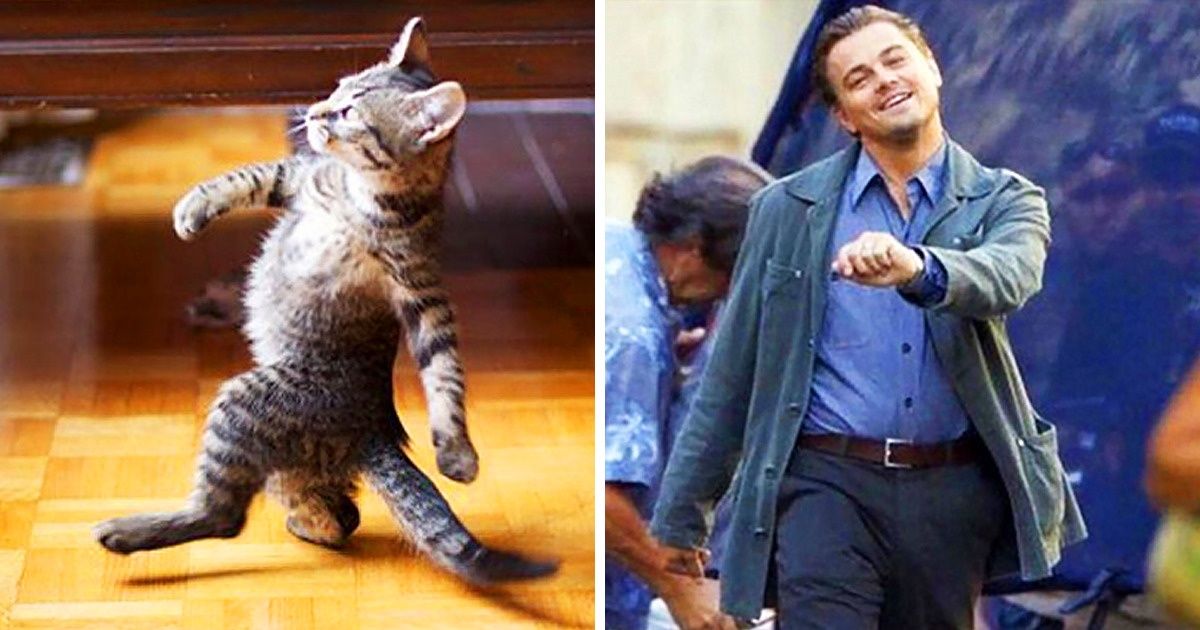 15 Pictures Proving Cats Are Masters of Mimicry, and We’re in Awe