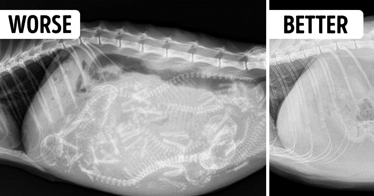 10 Mistakes All Cat Owners Should Stop Making 10 Mistakes All Cat Owners Should Stop Making