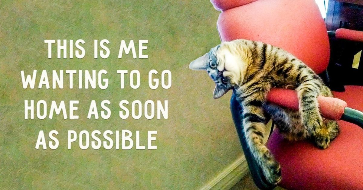 20 brilliant animals that are just like me