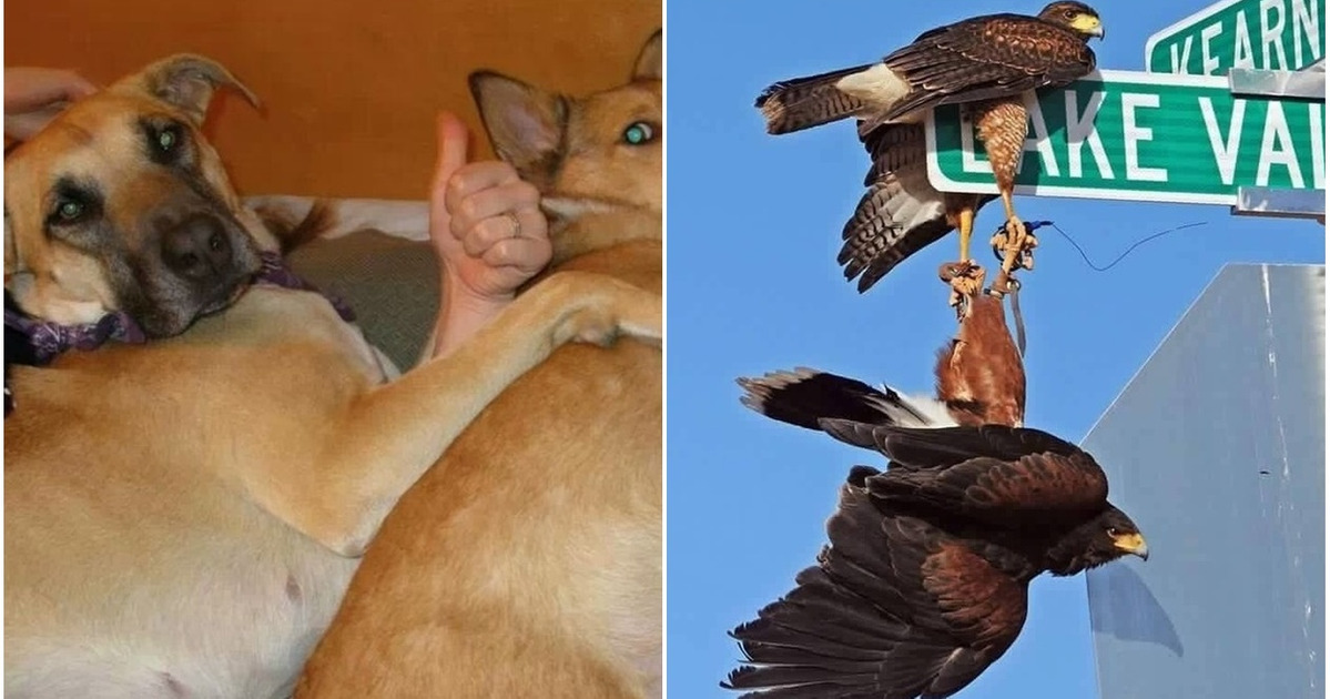 15 Misleading Photos You Need to Look at Twice to Understand