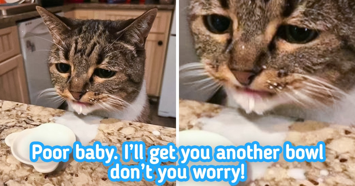 19 Pics That Show How Animals Need You More Than You Think