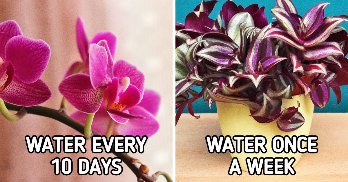 10+ Easy-to-Care-for Plants That Can Thrive Nearly on Their Own 10+ Easy-to-Care-for Plants That Can Thrive Nearly on Their Own