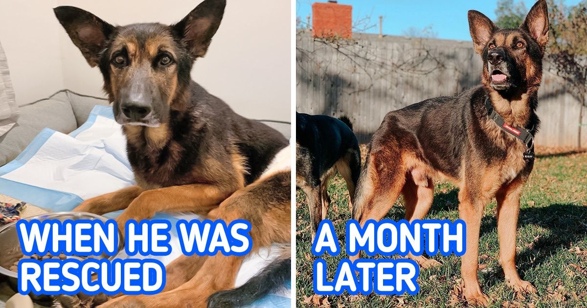 A Dog That Wasn’t Able to Walk Was Adopted by a Couple, and Their Love Managed to Get Him on His Feet