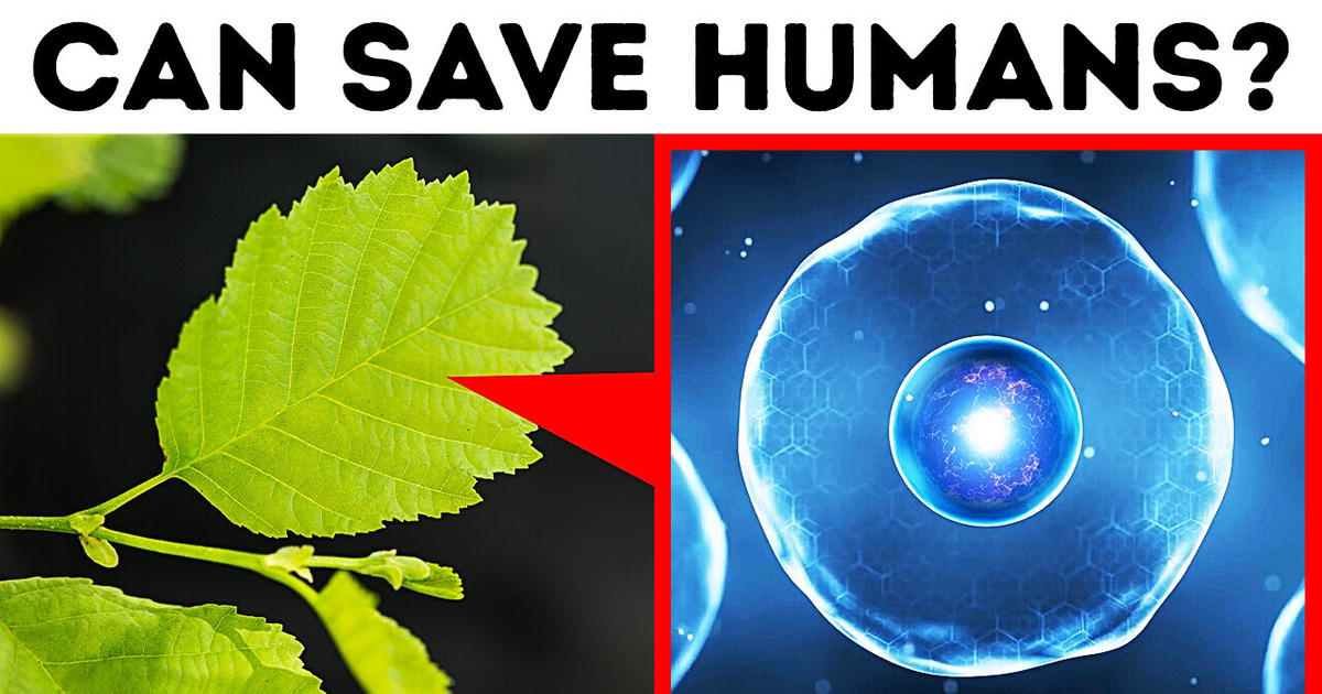 Scientists Finally Decoded Signals Plants Send Scientists Finally Decoded Signals Plants Send