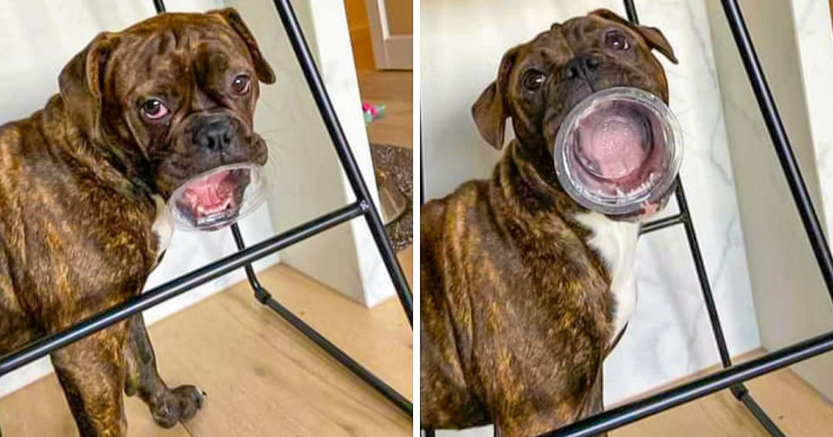 18 Photos That Prove Animals May Never Grow Up