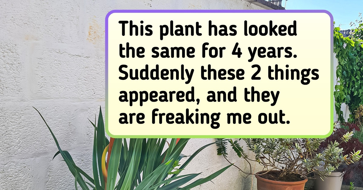 17 Exotic Plants That Seem Like They Could Be From Another Planet