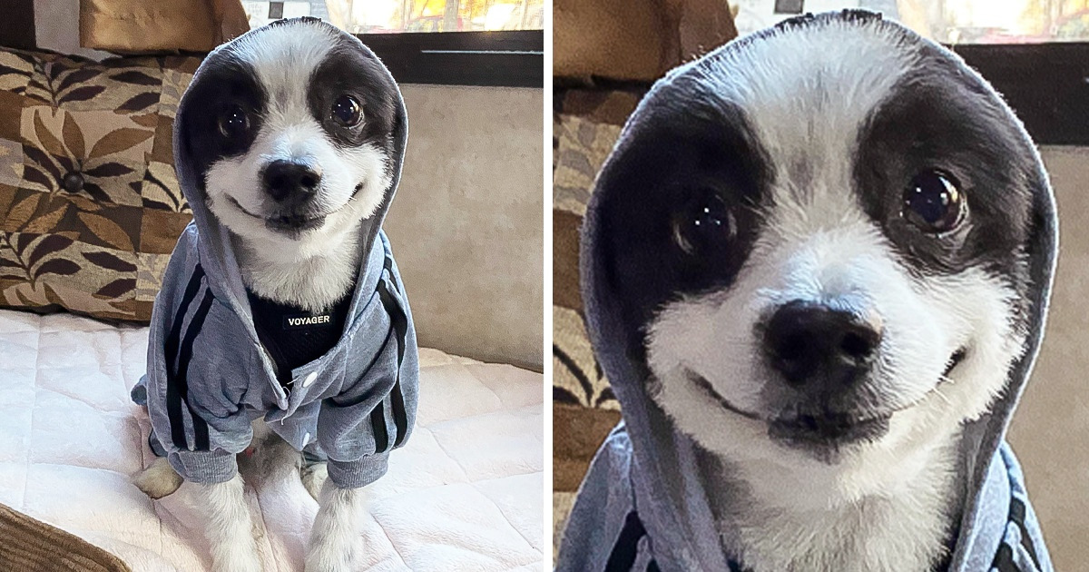 20+ Pets Who Can Pose Better Than Supermodels