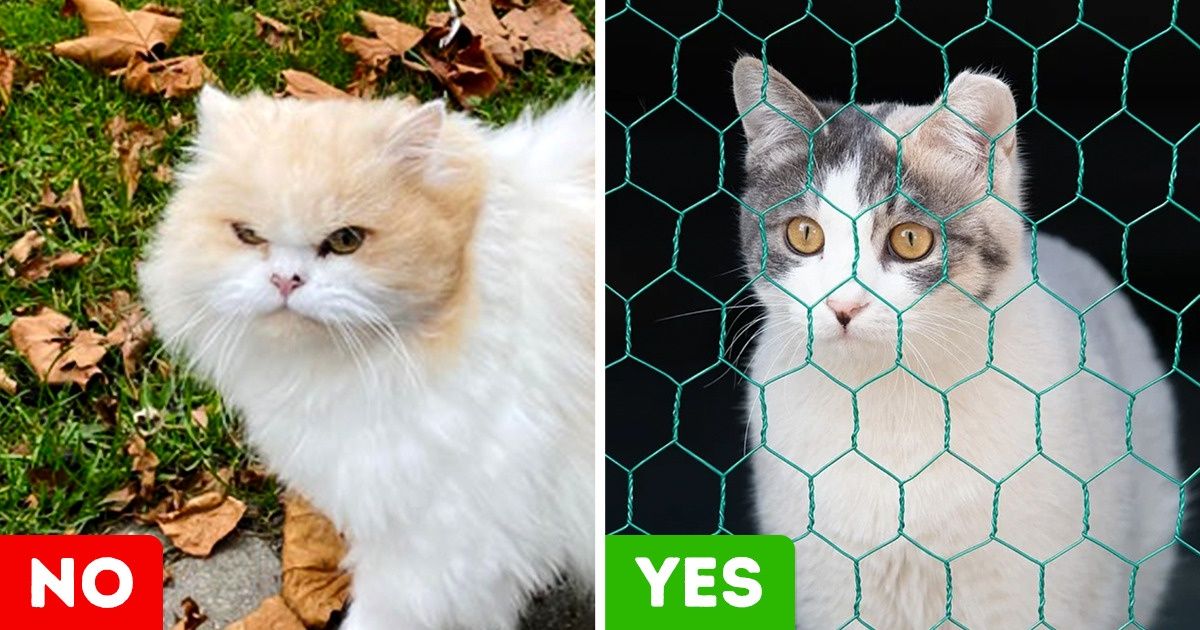 9 Tips to Help Your Pet Live a Healthy Life 9 Tips to Help Your Pet Live a Healthy Life