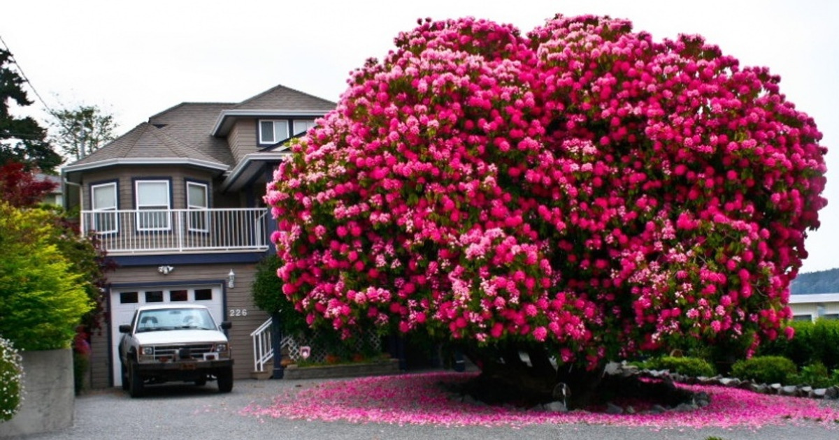 The 16 Most Beautiful Trees in the World