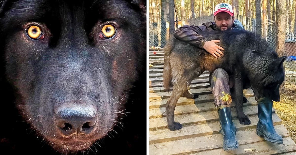 A Man Created a Rehab Center for Wolves, and They “Thank” Him in the Sweetest Way