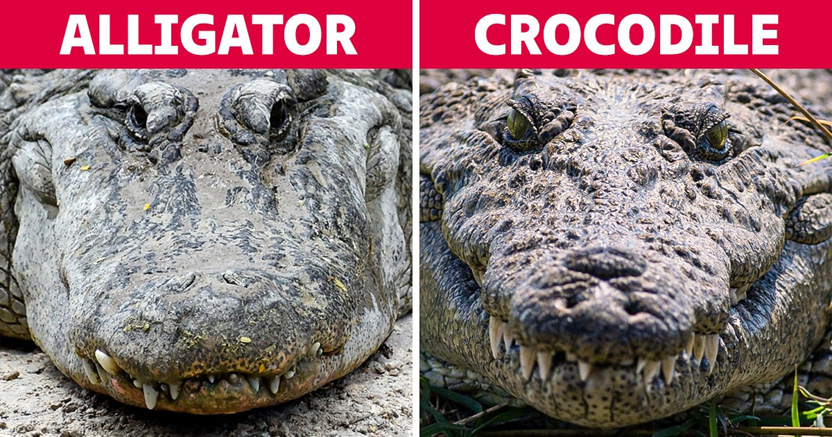 10 Pairs of Animals That We Regularly Confuse, but in Reality are Like Pen and Pin