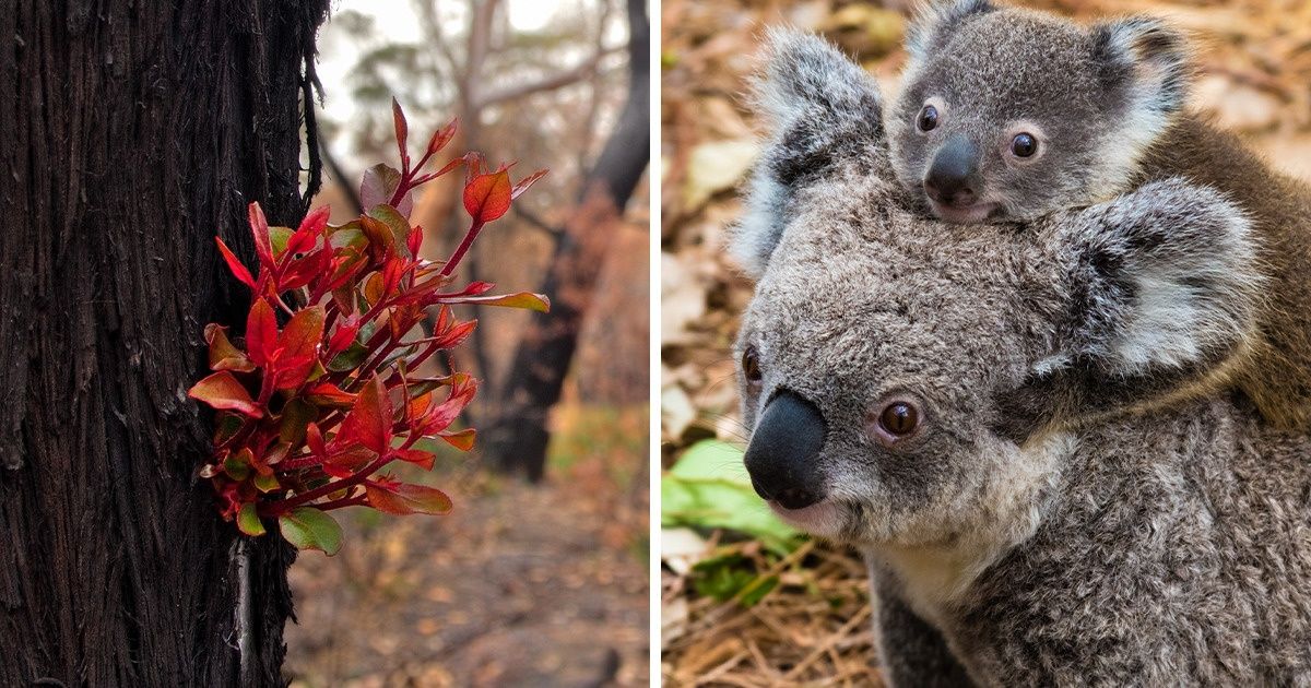 Australian Forests Are Springing Back to Life After the Devastating Bushfires. Here Are 20 Fresh Photos of Hope Australian Forests Are Springing Back to Life After the Devastating Bushfires. Here Are 20 Fresh Photos of Hope