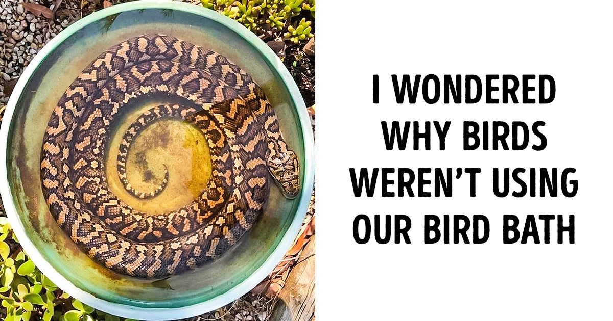 20+ Pics Showing That There’s Never a Dull Moment in Australia