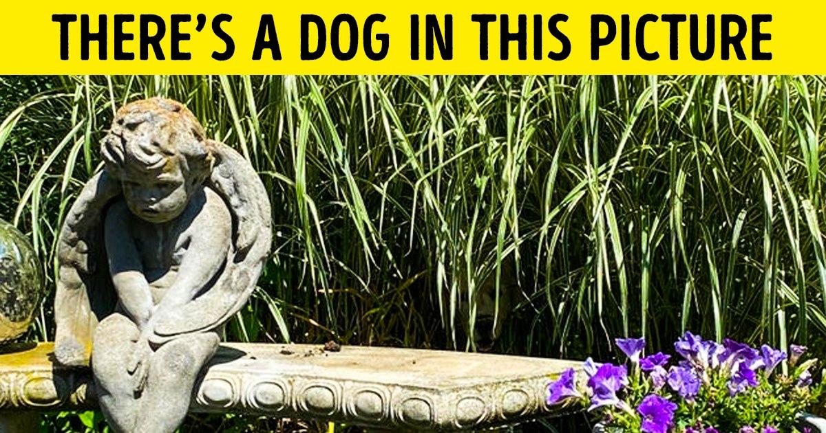 Find the Animals That Were Lost in These Photos Like Needles in a Haystack