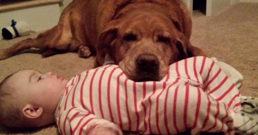 Kids Who Grow Up With Pets Are Healthier, According to Research Kids Who Grow Up With Pets Are Healthier, According to Research