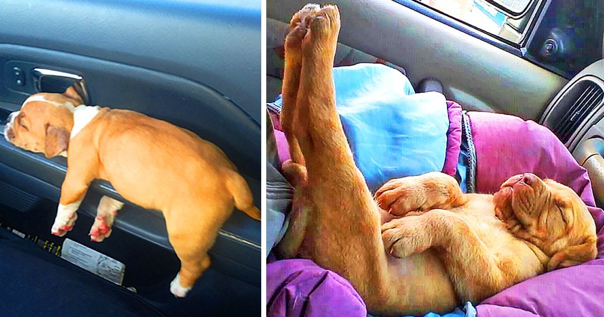 27 Brave Animals That Lost Their Fight With Sleep