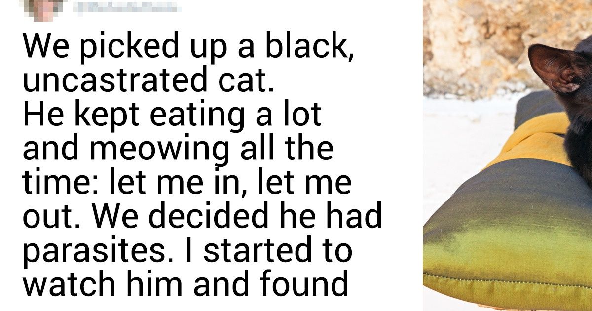 16 People Who Didn’t Want a Pet Cat but Those Whiskery Fluffies Had Other Plans