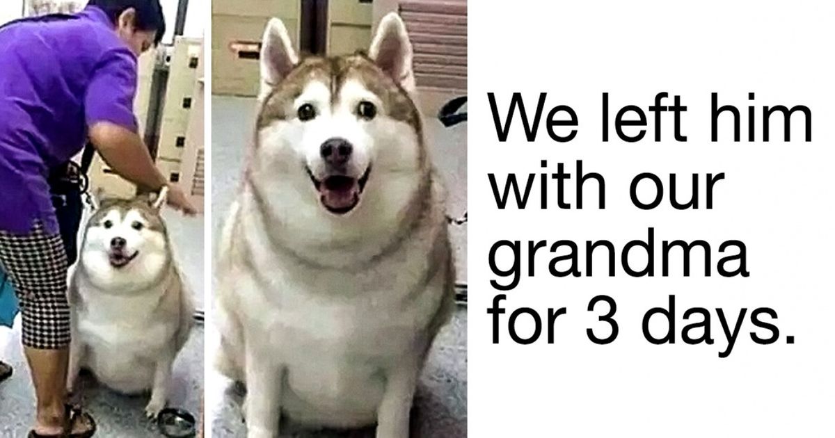 24 Tweets Proving That Pets Change Our Lives for the Better / Bright Side