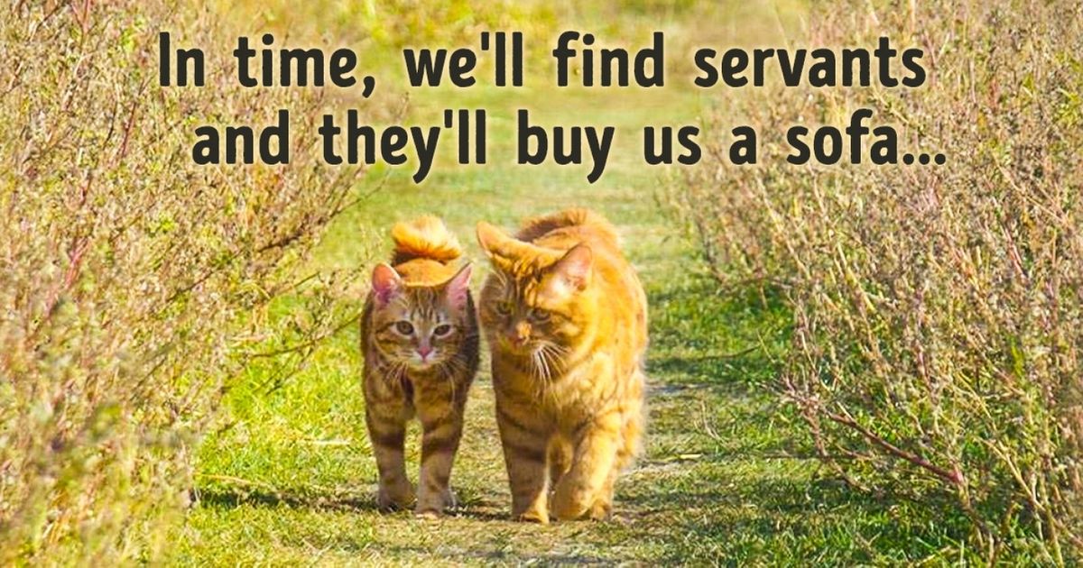 15 Hilariously True Rules Governing Life with a Cat
