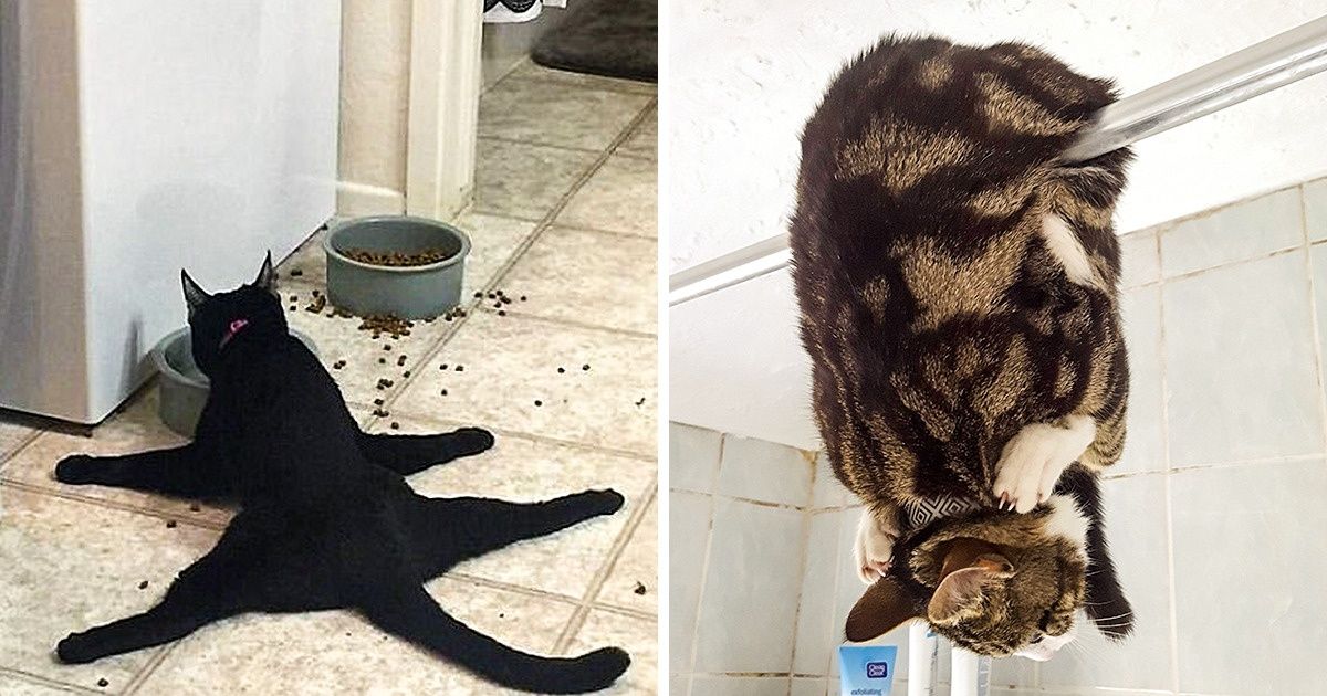 17 Crazy Cats That Don’t Care About Your Rules / Bright Side