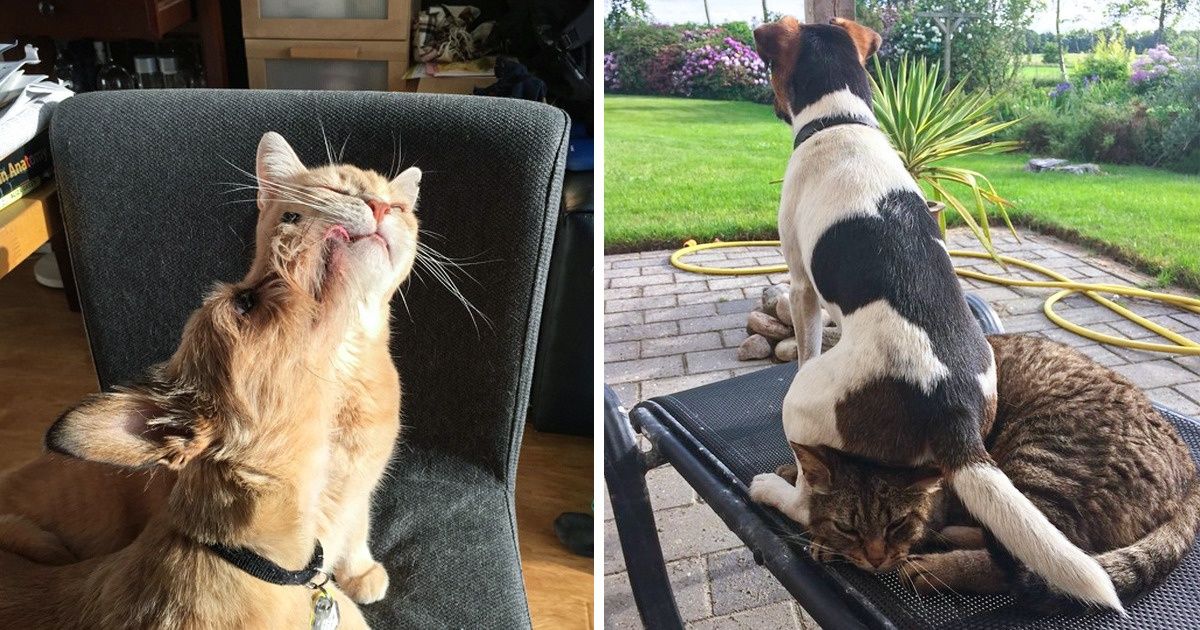 20 Cat-Dog Relationships That Are Better Than Any Soap Opera