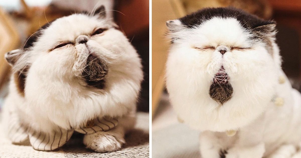 Meet Zuu, a Cat Whose Fed Up Face Is So Relatable It Hurts (20 Pics)