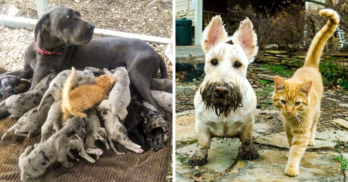 Beautiful Friendships Between Cats and Dogs That Could Make Anyone Smile Beautiful Friendships Between Cats and Dogs That Could Make Anyone Smile