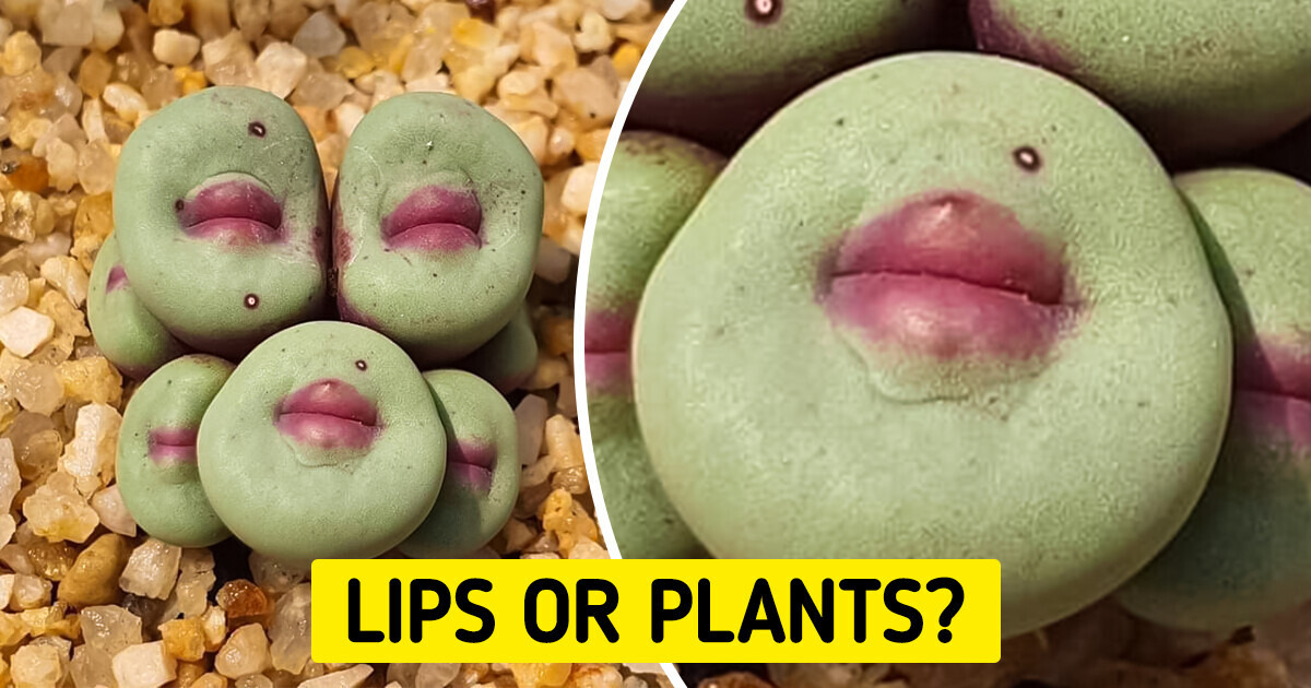 15+ Plants That Are So Out-of-The-World They Will Absolutely Puzzle You