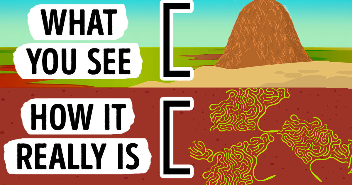 What You’d See If You Could Walk Into an Ant Hill