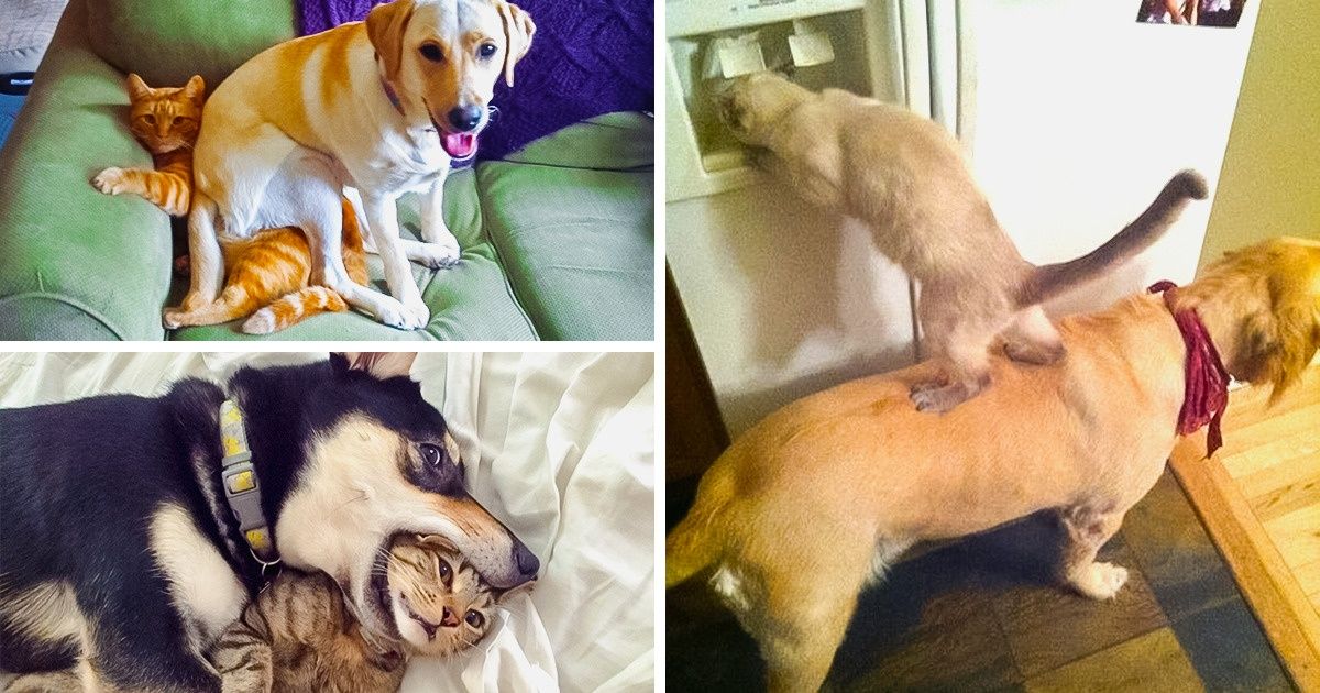 25 Photos Proving That Animals Also Have Bad Days (Perhaps, Even Worse Than Yours)