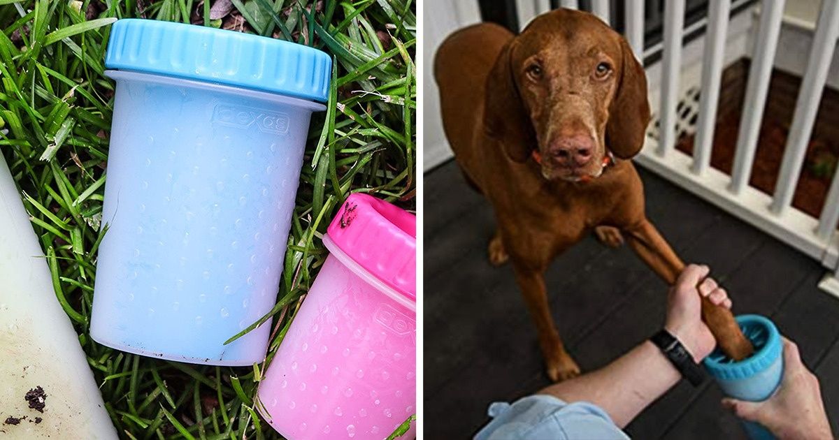 15+ Products on Amazon That Can Make Your Pets Jump for Joy