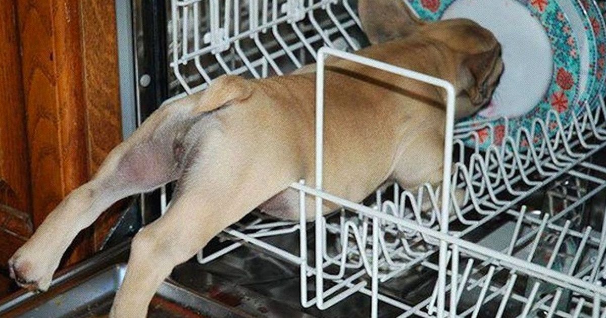 23 Carefree Dogs Who’ve Mastered the Art of Relaxation
