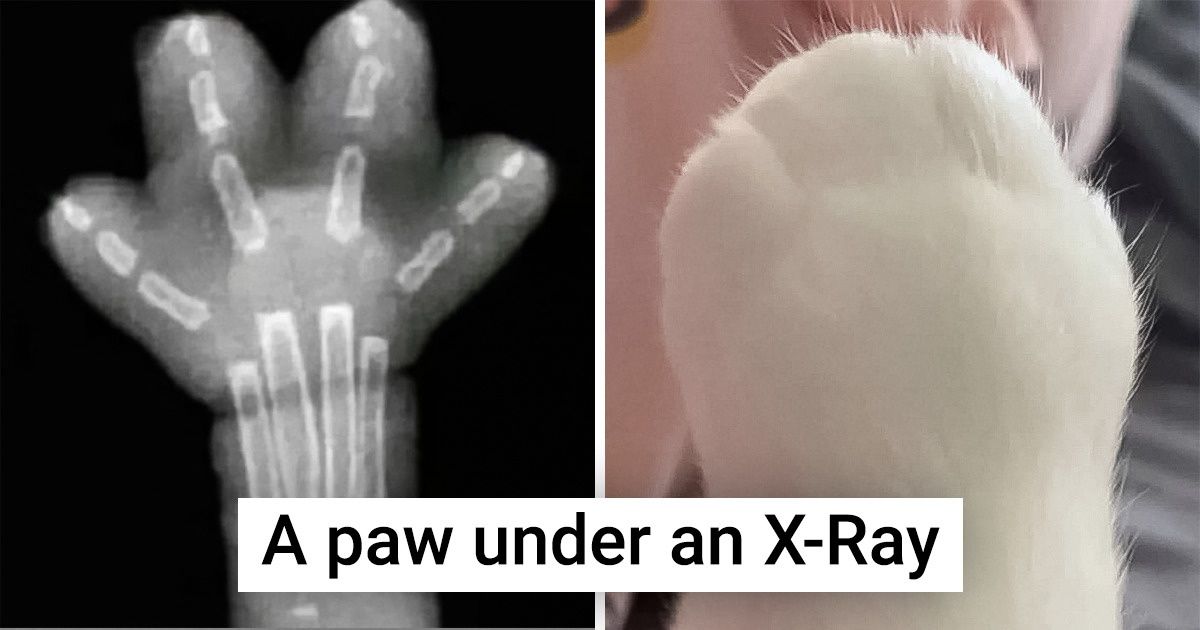 20+ Facts About Cats That Show These Fluffies From an Unexpected Side