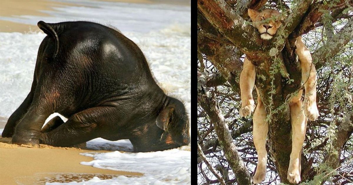 20+ Times Animals Slept in Such Awkward Positions, It Was Hilarious