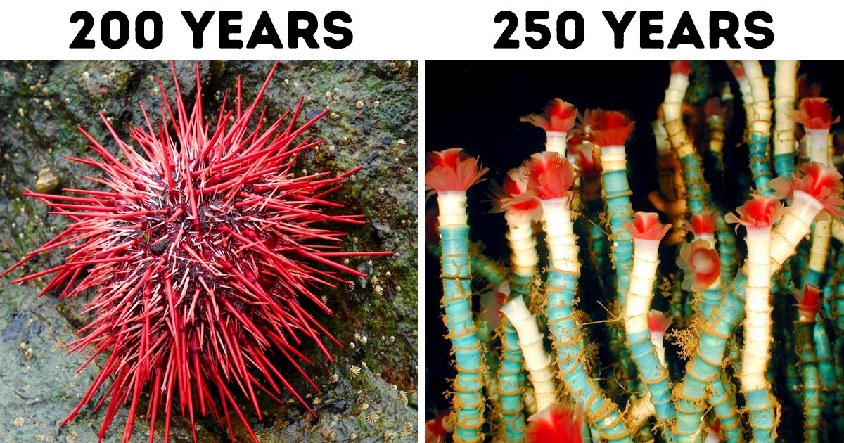 The 12 Longest Living Animals That Roam the Earth The 12 Longest Living Animals That Roam the Earth