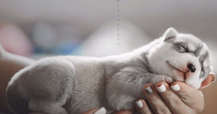 A Girl From Russia Takes Photos of Her Huskies, and the Result Is So Cute You’ll Want One Too A Girl From Russia Takes Photos of Her Huskies, and the Result Is So Cute You’ll Want One Too