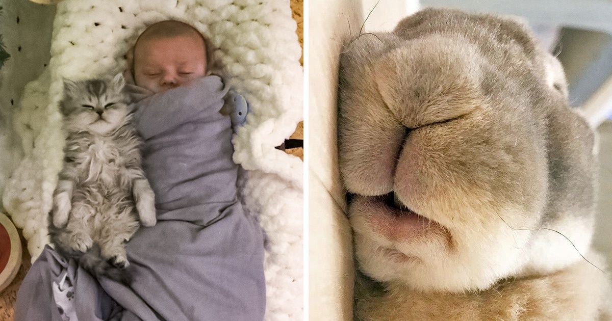 15+ Animals That Sleep So Soundly We’d Like to Join Them