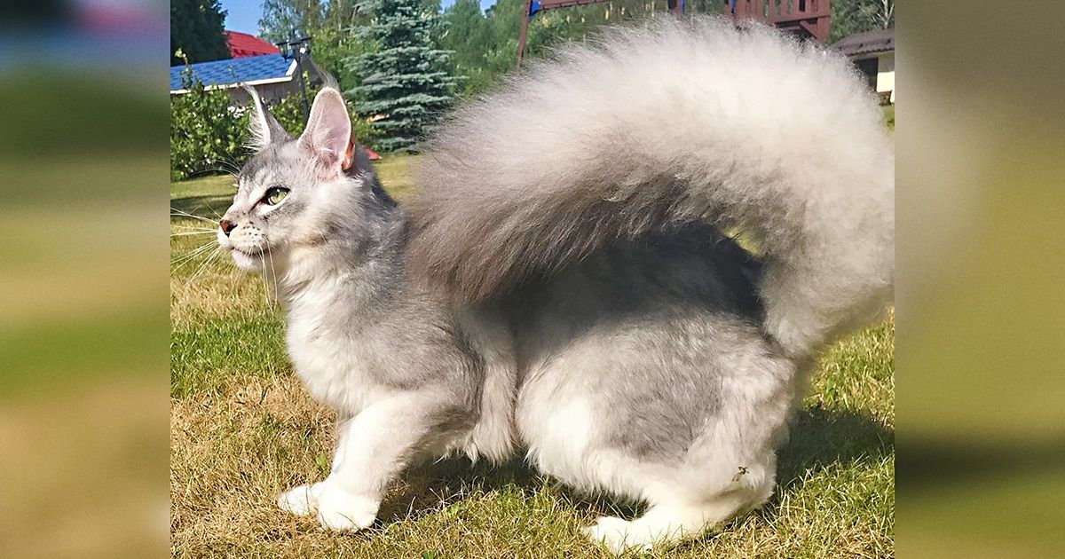 15+ Animals Who Are Totally Nailing the Imitation Game 15+ Animals Who Are Totally Nailing the Imitation Game
