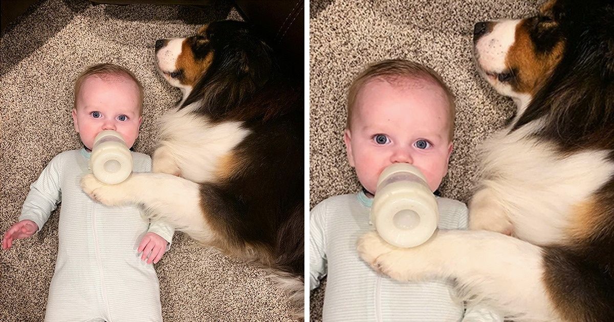 This Doggo Knows How to Bottle-Feed, Babysit, Make the Bed, and Help His Humans on the Farm This Doggo Knows How to Bottle-Feed, Babysit, Make the Bed, and Help His Humans on the Farm